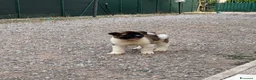 Akita Americano cani in vendita: Cucciolo Akita Americano  a Provincia di Modena - Annuncio 3