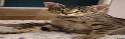 Europeo gatti in regalo: DOLCISIMA MICINA TIGRATA MARGHERITA a Città metropolitana di Roma Capitale - Annuncio 5
