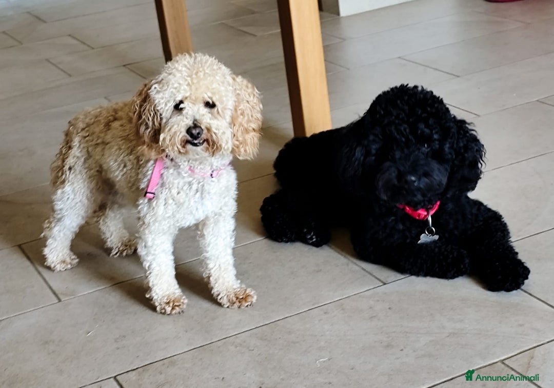 Barboncino cani in vendita: Barboncino Nano Femmina in cerca di amore - Immagine 5