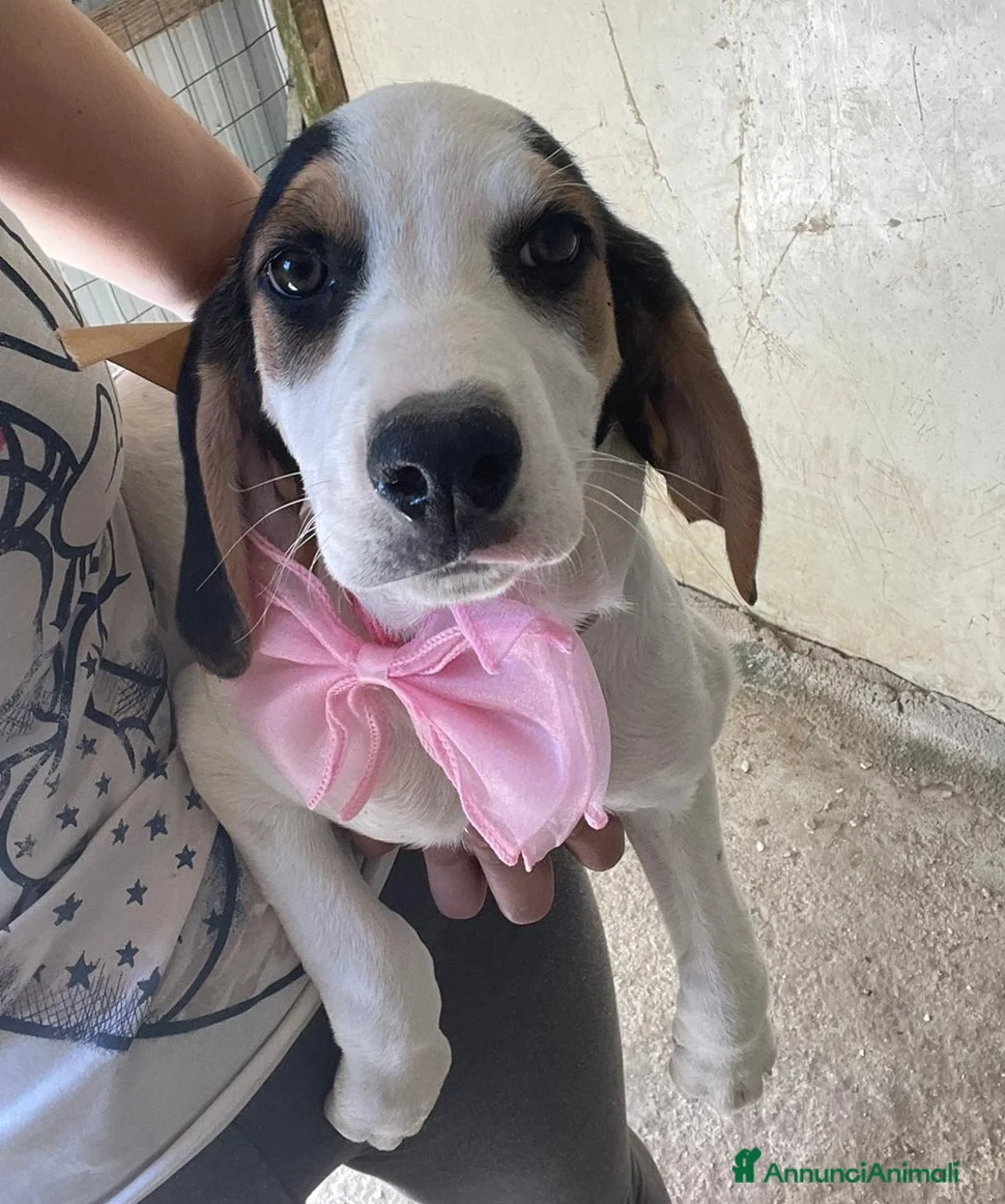 Meticcio cani in regalo: SPLENDIDA SEGUGINA : SELENE - Annuncio 1