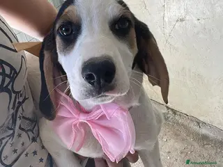 Meticcio cani SPLENDIDA SEGUGINA : SELENE - Annuncio 3