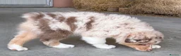 Australian Shepherd cani in vendita: Cuccioli Australian Shepherd - Annuncio 3