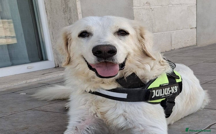 Meticcio cani a Città Metropolitana di Bari - Annuncio 4