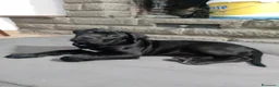Cane Corso cani in vendita: Cuccioli cane corso - Annuncio 3