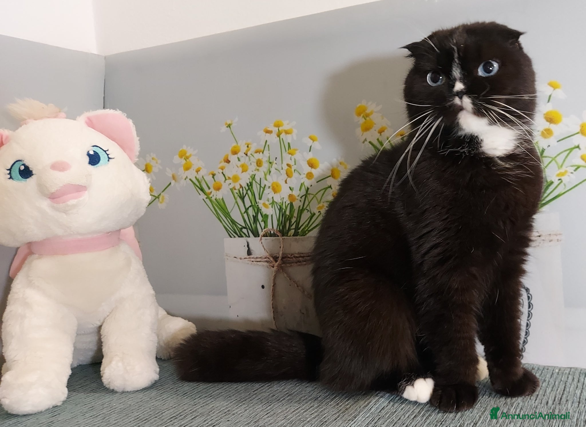 Scottish gatti in regalo: Scottish fold femmina in regalo  - Annuncio 4