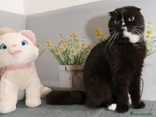 Scottish gatti in regalo: Scottish fold femmina in regalo - Annuncio 4
