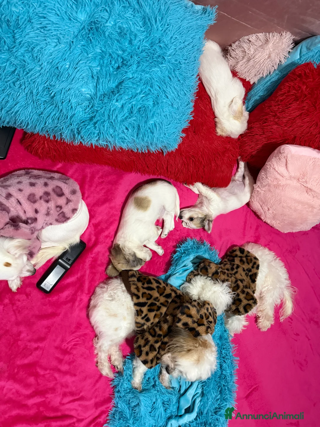 Meticcio cani in vendita: Ciao a tutti  - Annuncio 2