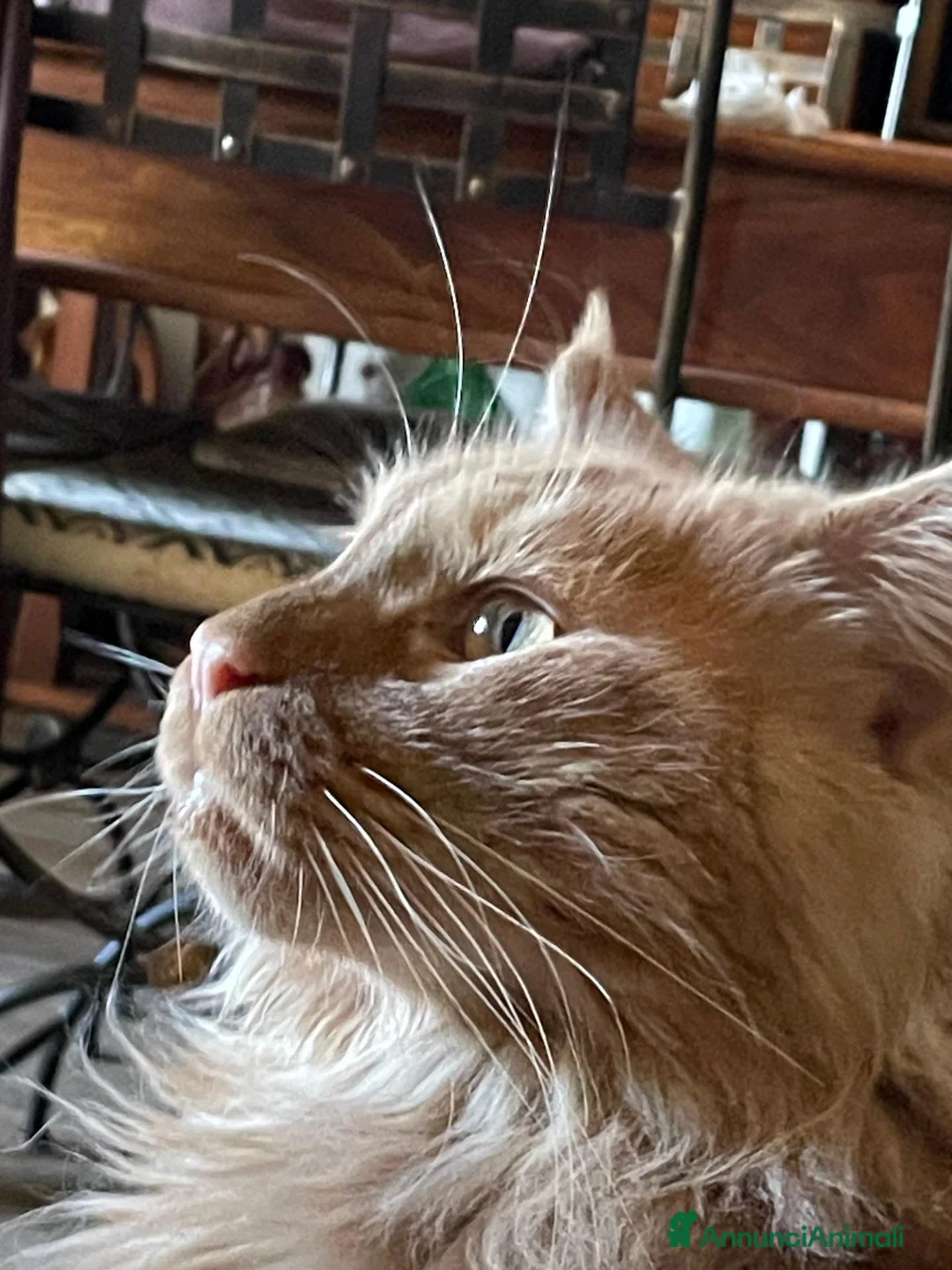 Maine Coon gatti in vendita: MERAVIGLIOSO MAINE COON DESIDERA TROVARE CASA a Città metropolitana di Sassari - Annuncio 6