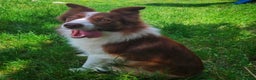Border Collie cani in vendita: Border Collie  - Annuncio 9
