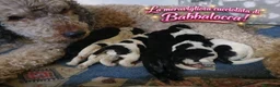 Meticcio cani in vendita: Durlindano - Annuncio 4