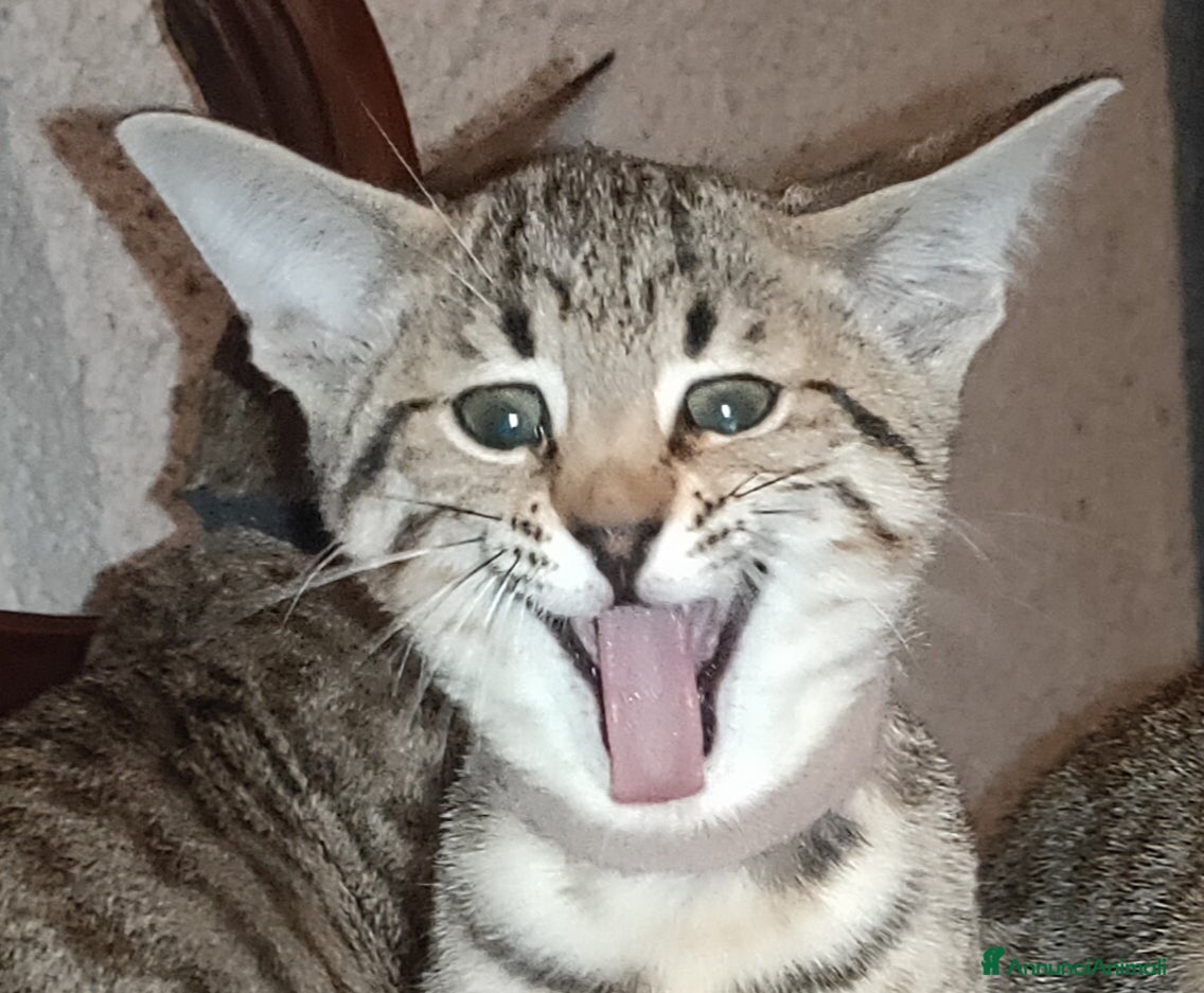 Savannah gatti Gatto di razza Savannah  - Annuncio 10