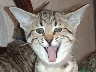 Savannah gatti Gatto di razza Savannah - Annuncio 10