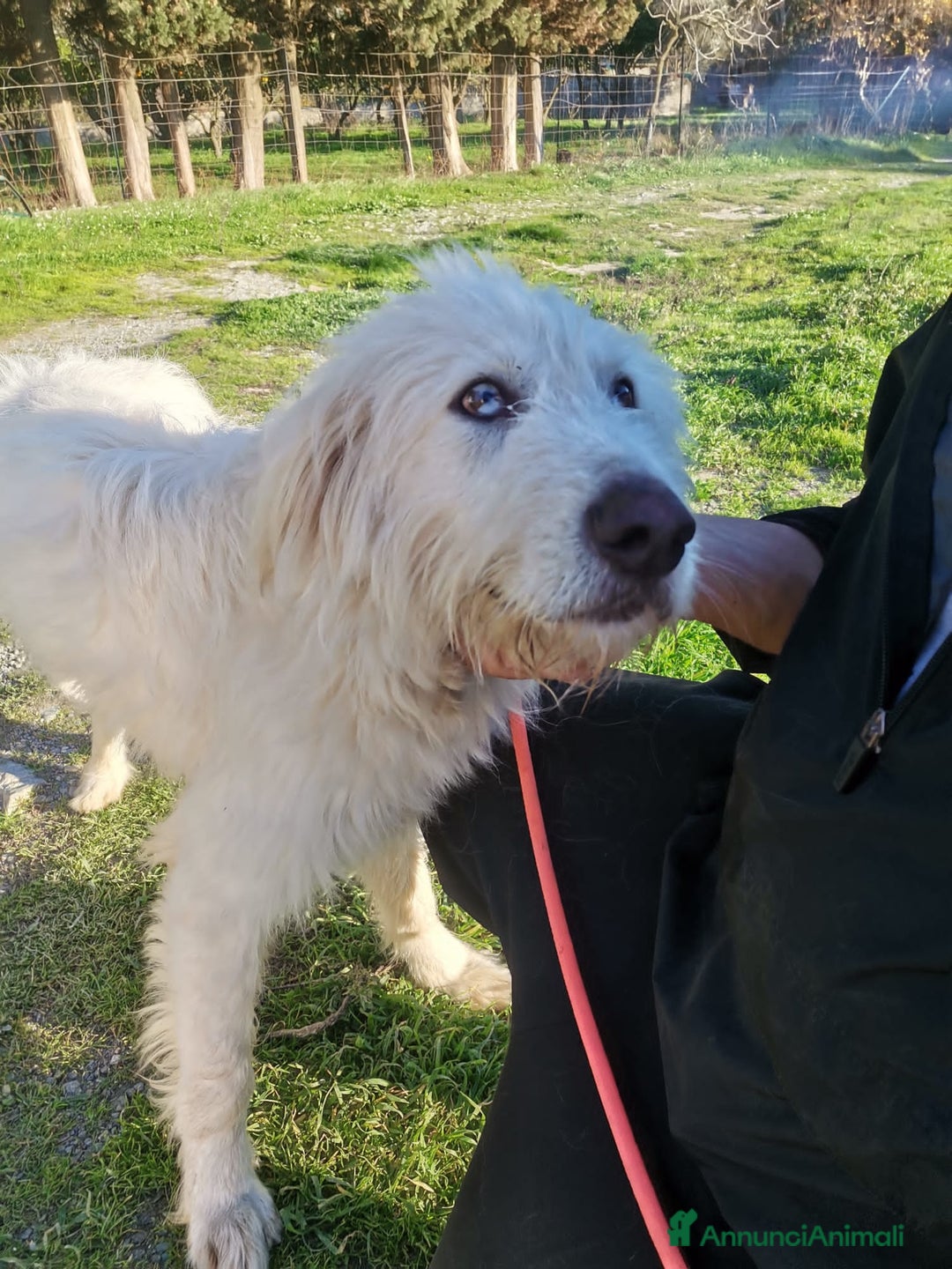 Altre razze cani in regalo: scooby du - Annuncio 3