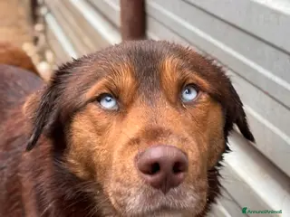 Meticcio cani AURON, dagli occhi più belli del mondo! - Annuncio 34