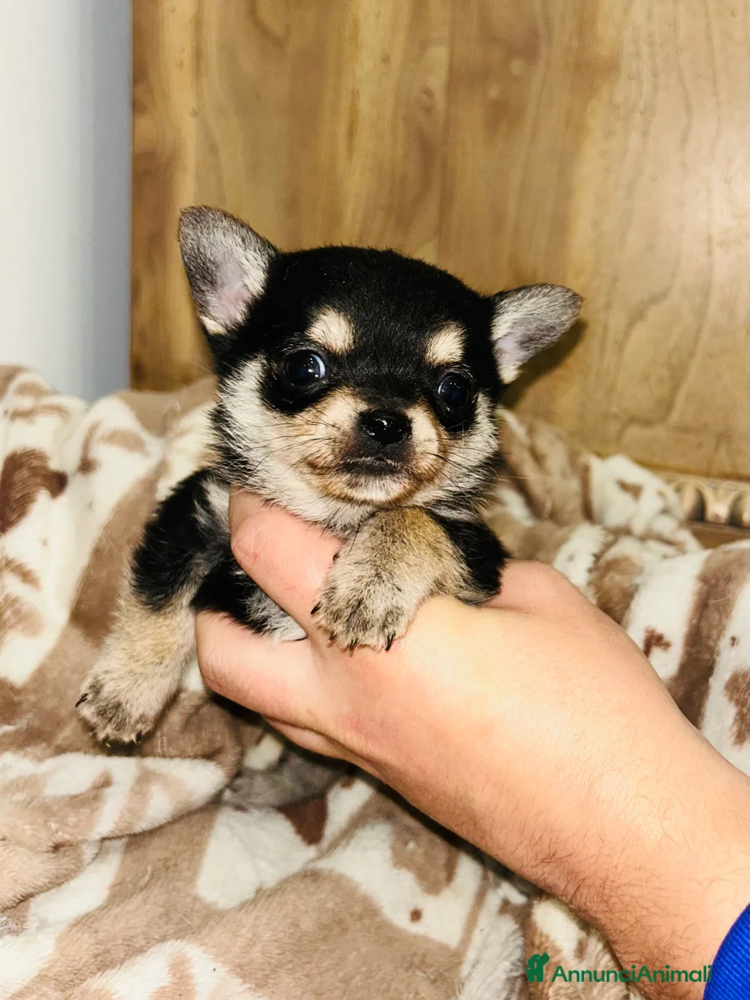 Chihuahua cani in vendita: Chihuahua mini  - Annuncio 8