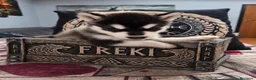 Alaskan Malamute cani in vendita: CUCCIOLI DI ALASKAN MALAMUTE ROMA - Annuncio 15