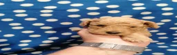 Barboncino cani in vendita: Barboncini nani cuccioli - Annuncio 4