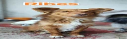Meticcio cani in regalo: Ribes cucciolo cerca famiglia a Provincia autonoma di Trento - Annuncio 5