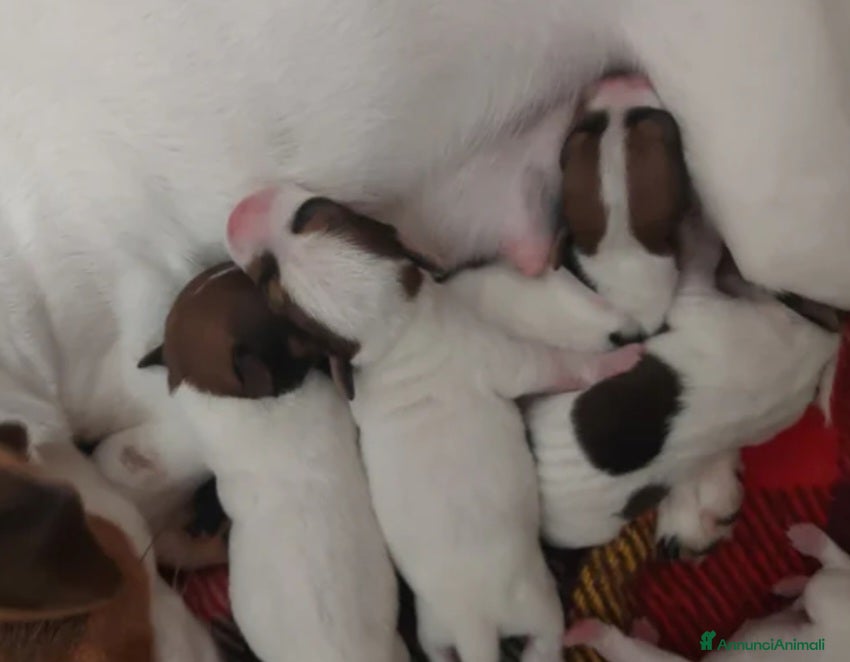 Jack Russell cani Gek Russel  toy  piccolissimi  da appartamento  - Annuncio 19