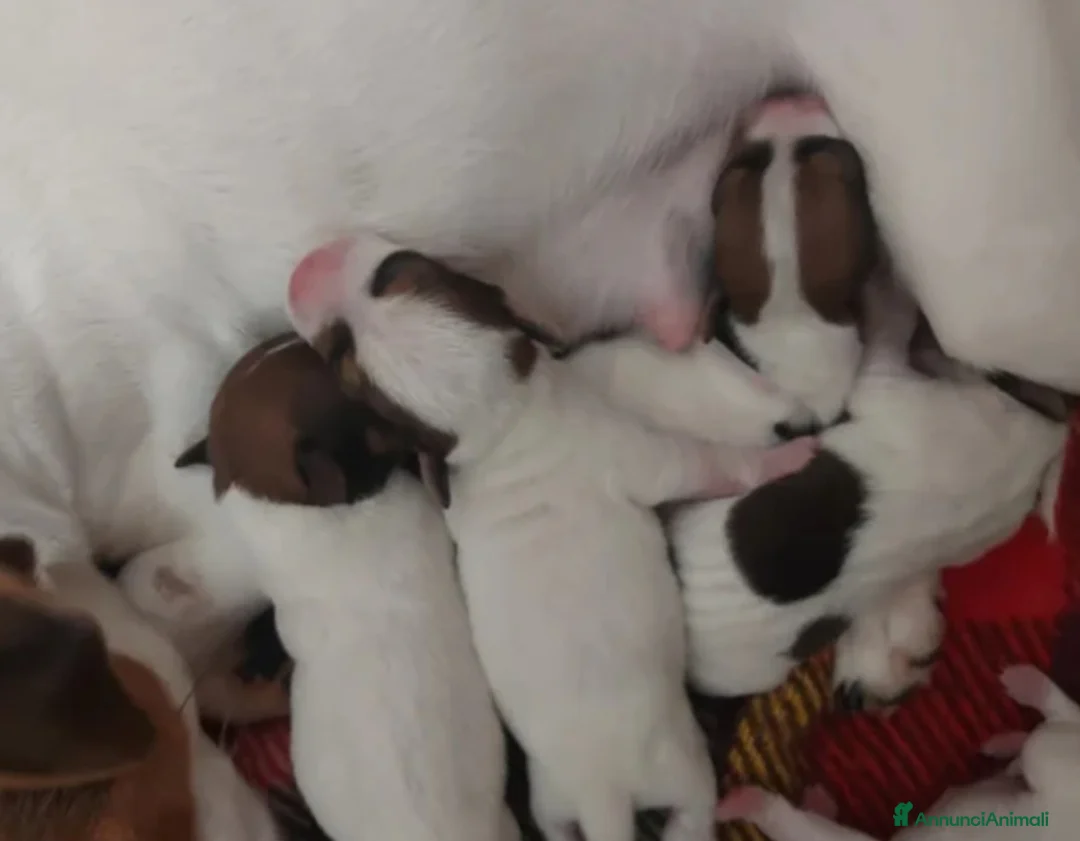 Jack Russell cani in vendita: Gek Russel  toy  piccolissimi  da appartamento  - Annuncio 1