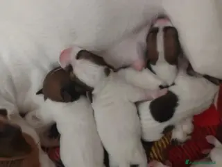 Jack Russell cani Gek Russel toy piccolissimi da appartamento - Annuncio 19