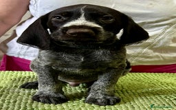 Drahthaar cani in vendita: Cuccioli di Drahthaar  a Provincia di Pordenone - Immagine 3