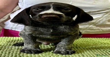 Drahthaar cani a Provincia di Pordenone - Annuncio 5
