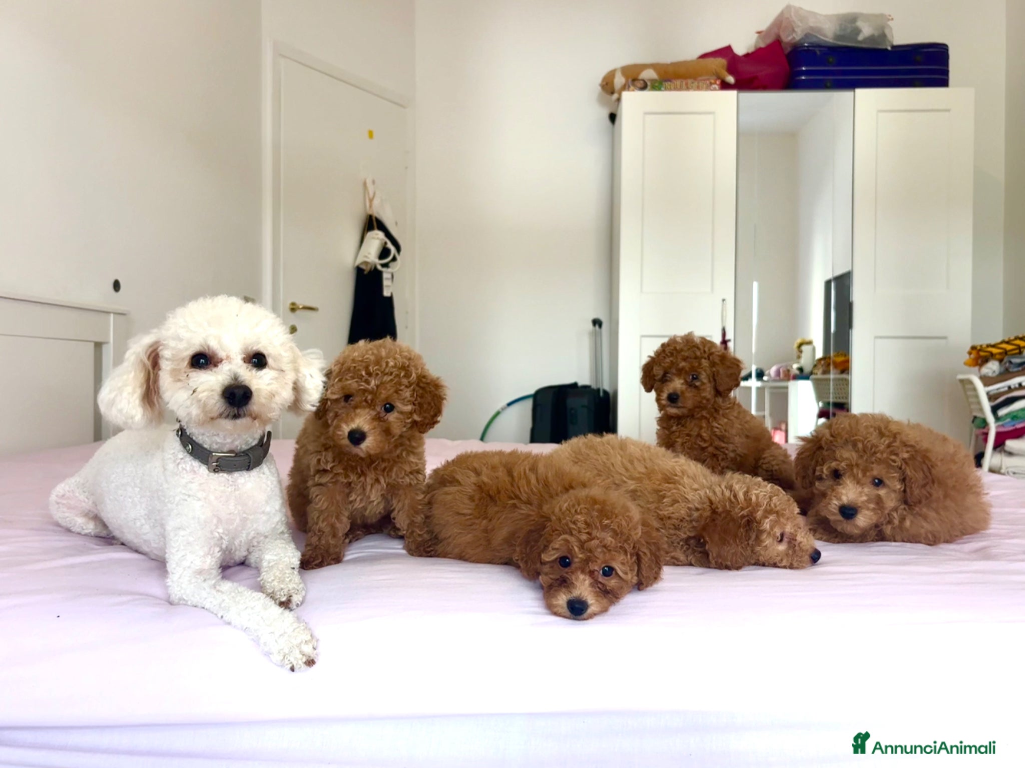 Barboncino Toy cani Barboncini Toys - Annuncio 2