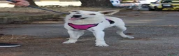 Meticcio cani in regalo: ERIS 🩷 impossibile non sorriderle a Provincia di Reggio Emilia - Annuncio 4