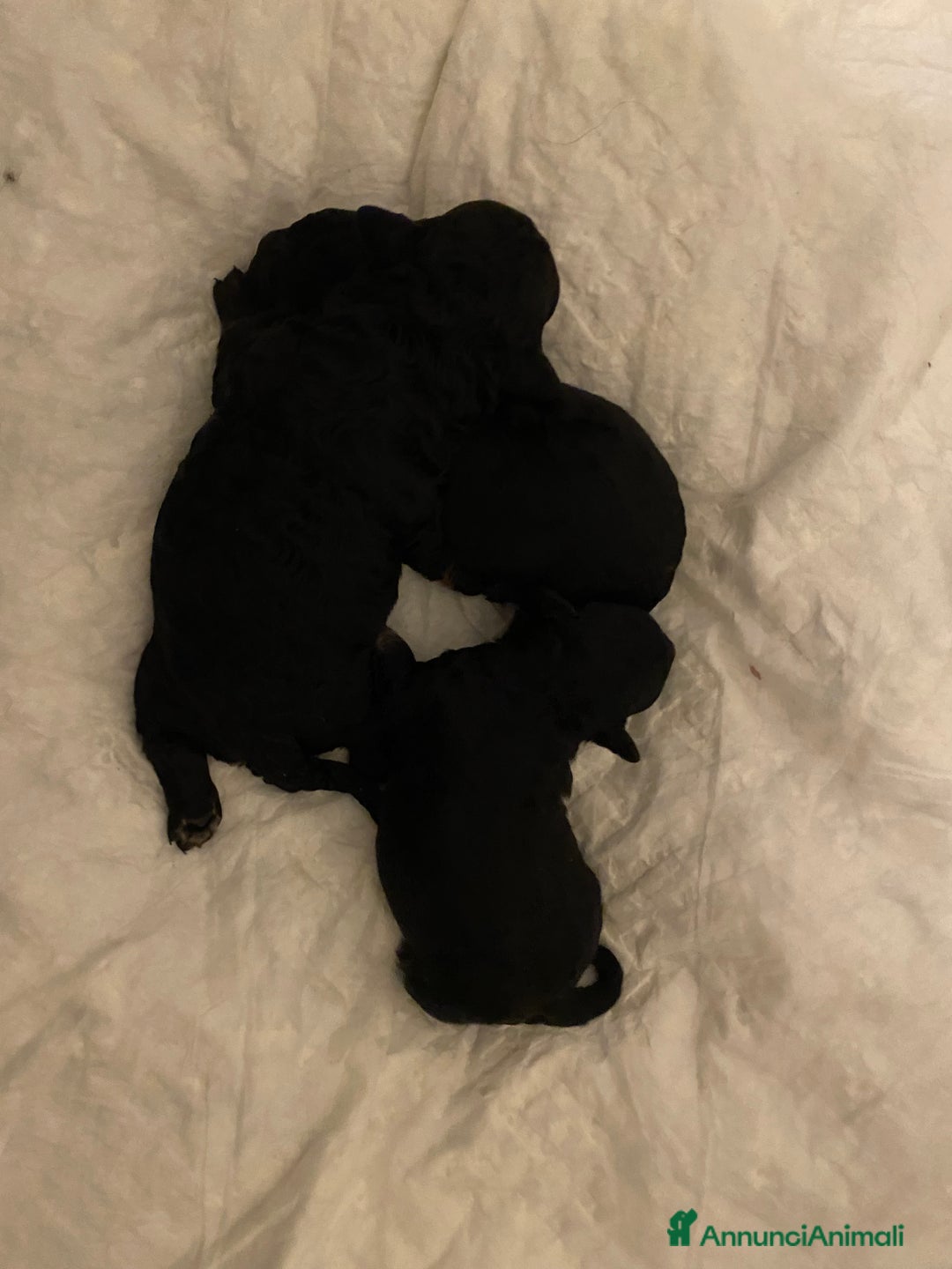 Barboncino cani in vendita: Cuccioli di barboncino  - Annuncio 22