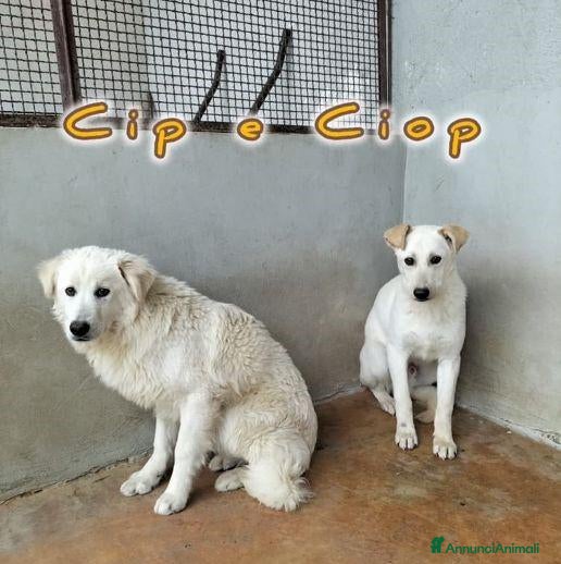 Meticcio cani CIP e CIOP cuccioloni tg mediogrande - Annuncio 28