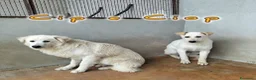 Meticcio cani in regalo: CIP e CIOP cuccioloni tg mediogrande - Annuncio 1