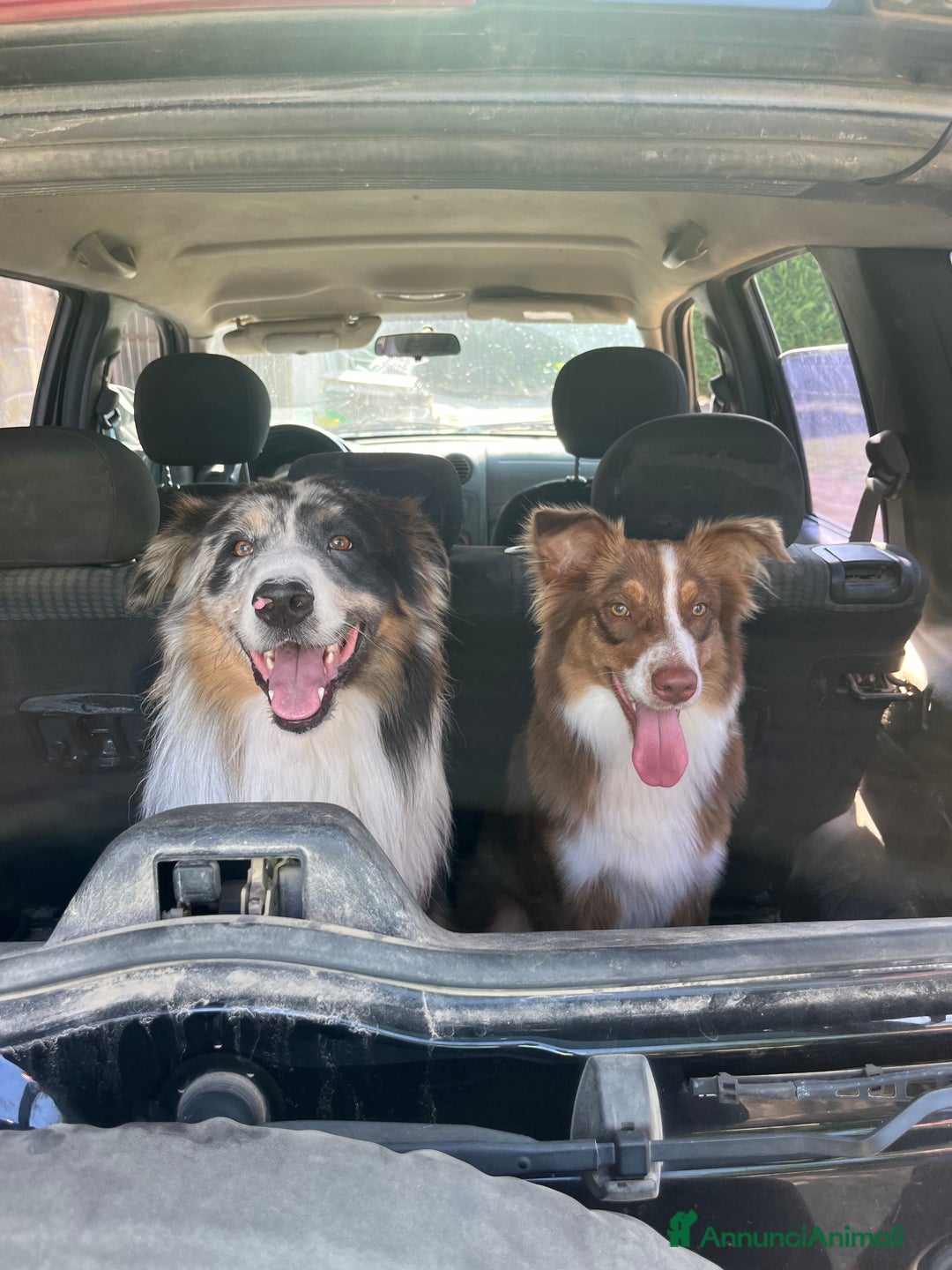 Australian Shepherd cani in vendita: Cuccioli di Pastore Australiano con pedigree ENCI - Annuncio 3