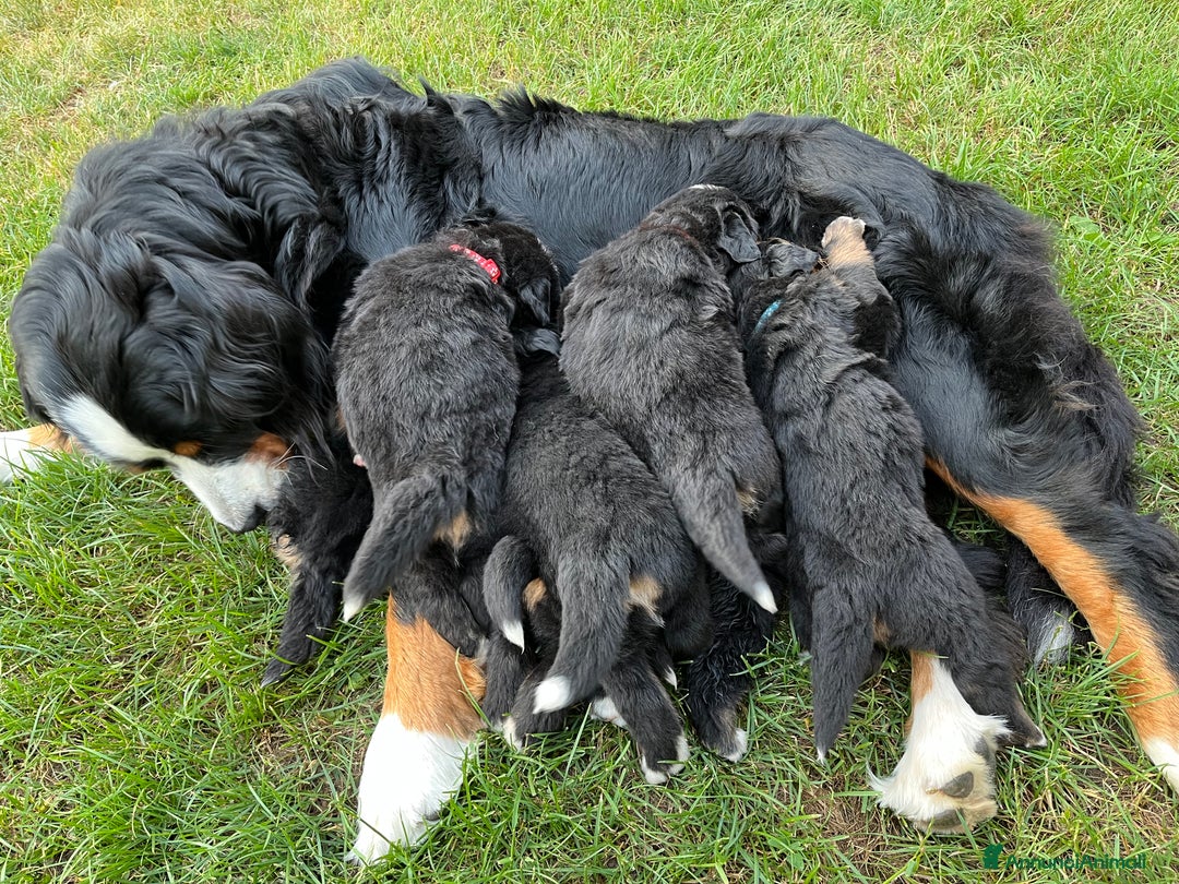 Bovaro del Bernese cani in vendita: Cuccioli bovaro del Bernese a Provincia autonoma di Trento - Immagine 6