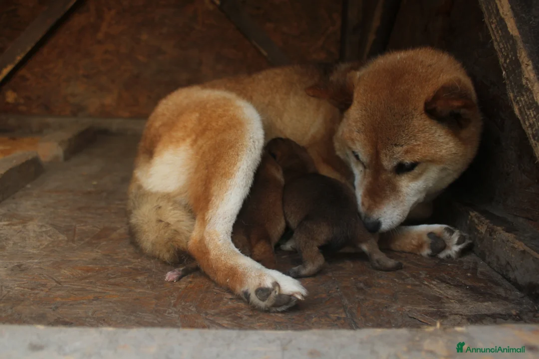 Shiba Inu cani in vendita: Shiba cuccioli con pedigree  a Provincia di Pavia - Annuncio 2