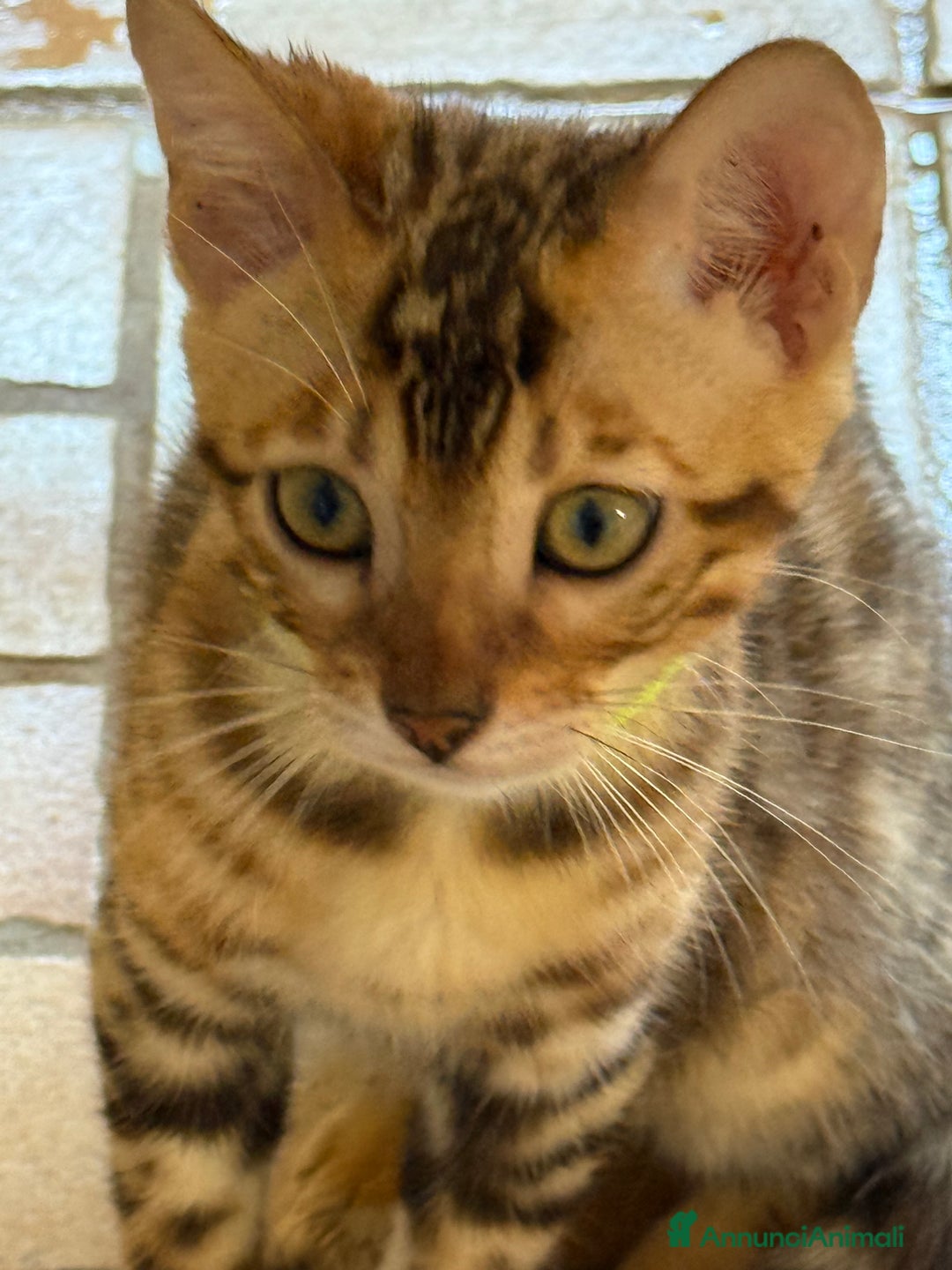 Bengala gatti in vendita: Bellissimi cuccioli  a Città metropolitana di Roma Capitale - Immagine 17
