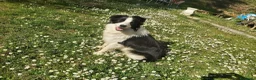 Border Collie cani in vendita: Cuccioli di razza Border Collie - Annuncio 5
