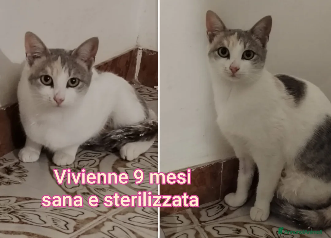 Altre razze gatti in regalo: URGENTI ADOZIONI X QUESTI GATTINI  a Città Metropolitana di Bologna - Annuncio 5