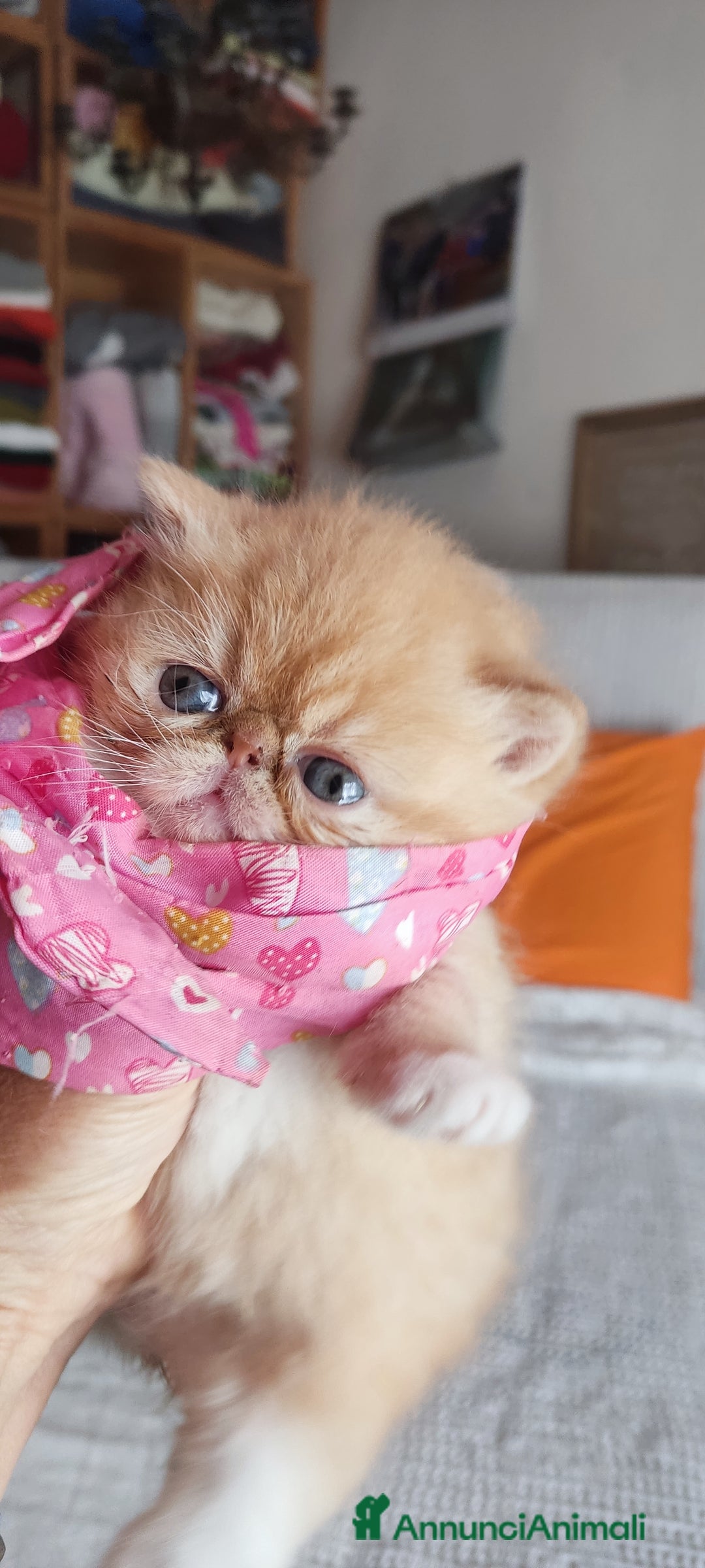 Exotic Shorthair gatti in vendita: Cuccioli gatto Exotica short hair - Annuncio 8