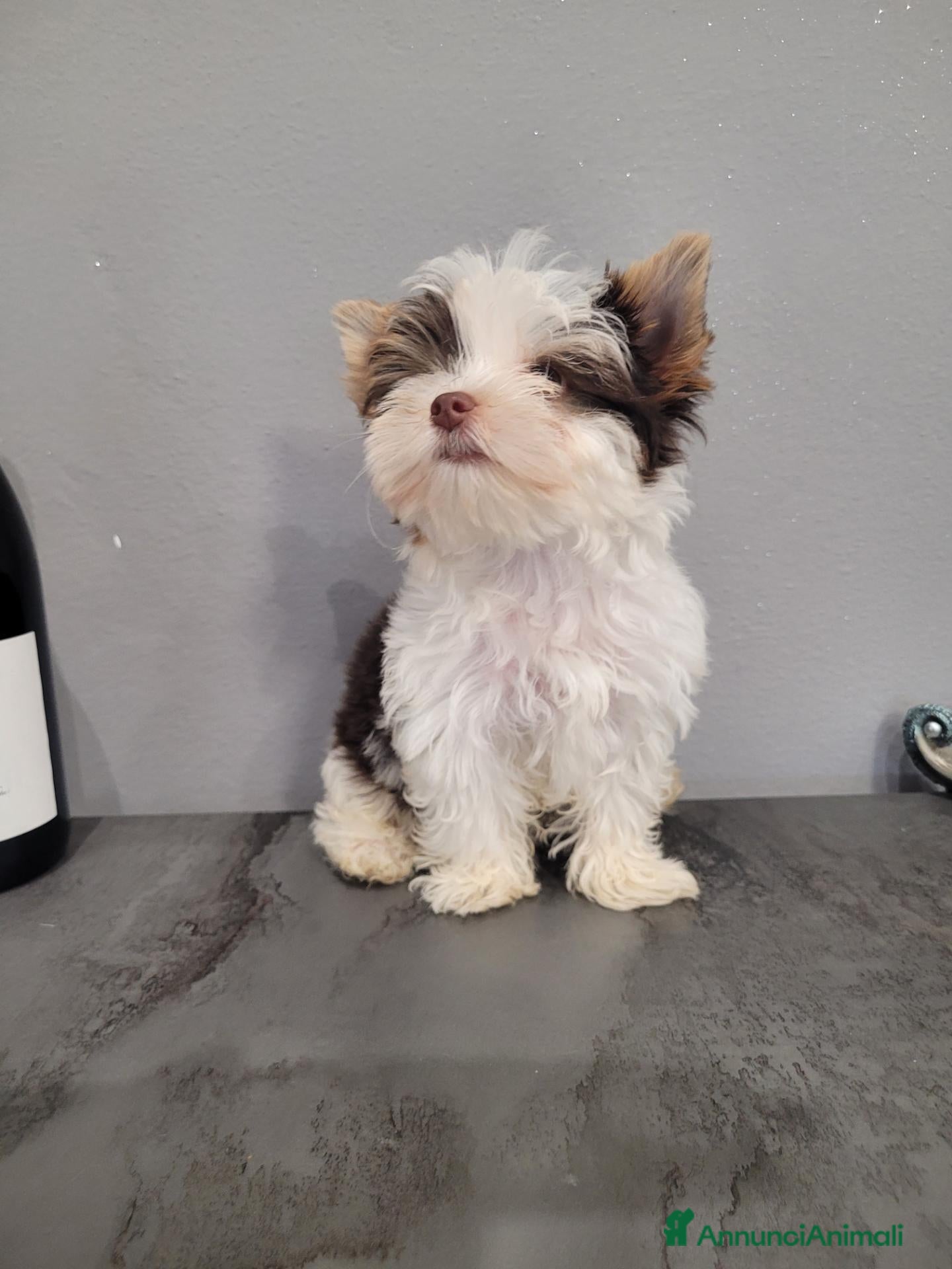 Biewer Terrier cani Cucciolo yorkshire biewer terrier  - Annuncio 1