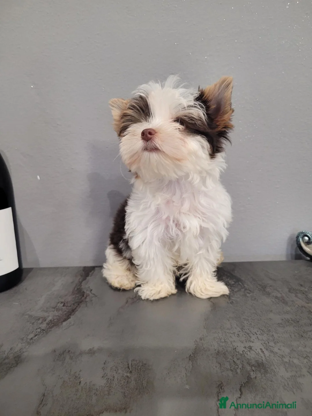 Biewer Terrier cani in vendita: Cucciolo yorkshire biewer terrier  - Annuncio 1