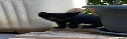 Meticcio gatti in regalo: 5 gattini cercano casa ❤️ - Annuncio 5