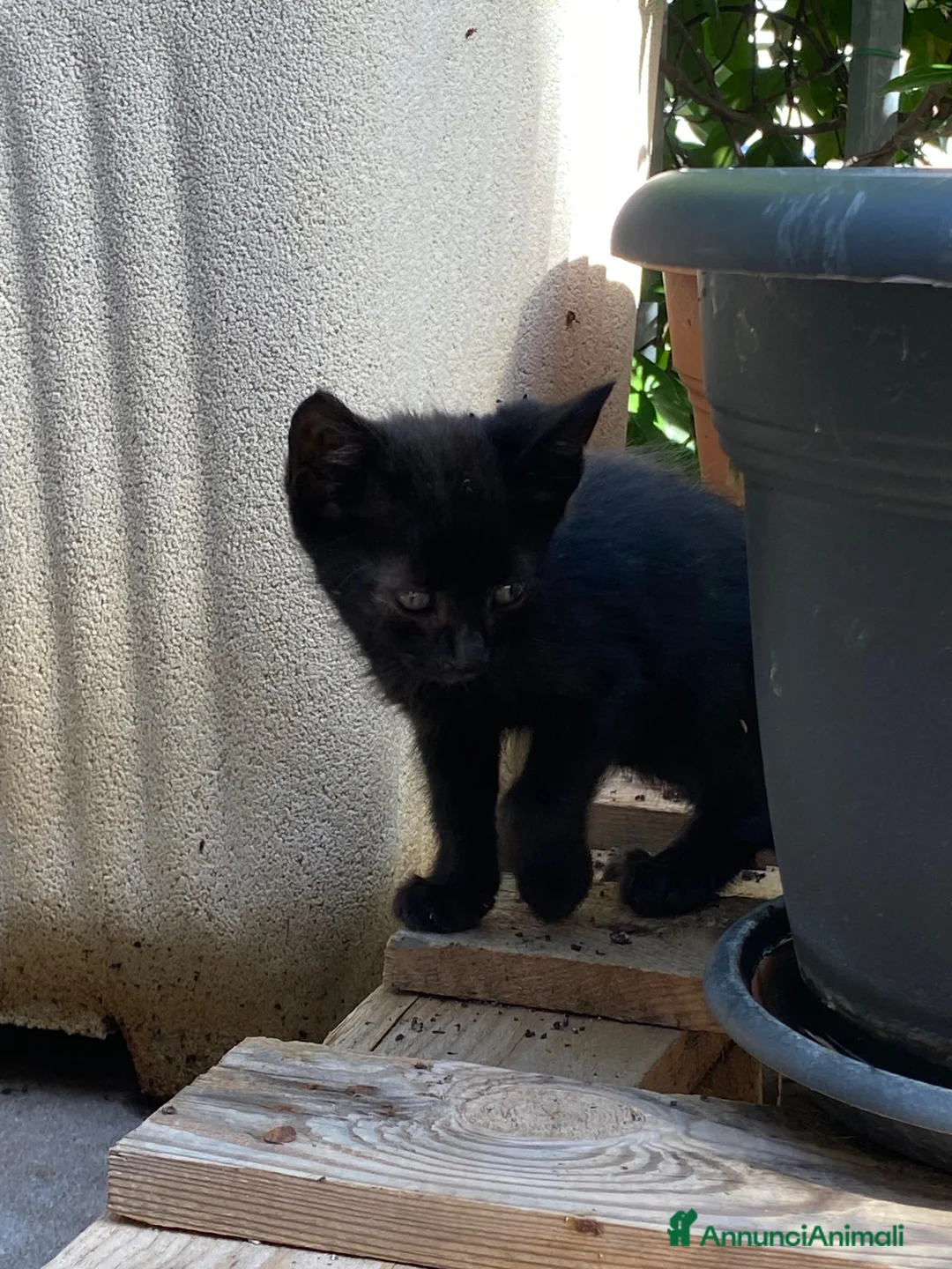 Meticcio gatti in regalo: 5 gattini cercano casa ❤️ - Annuncio 5