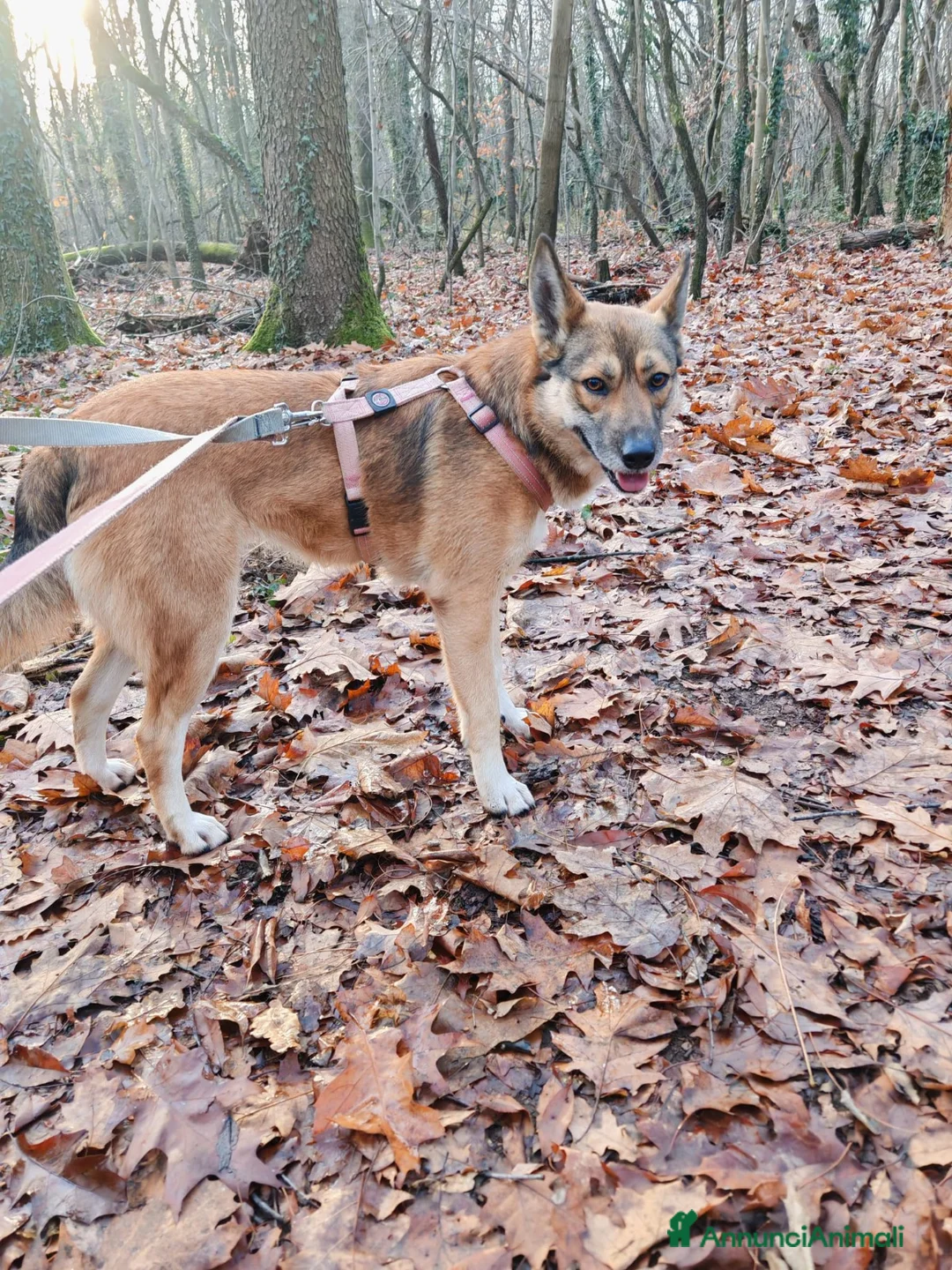 Meticcio cani in regalo: Anais, la nostra splendida lupetta - Annuncio 2