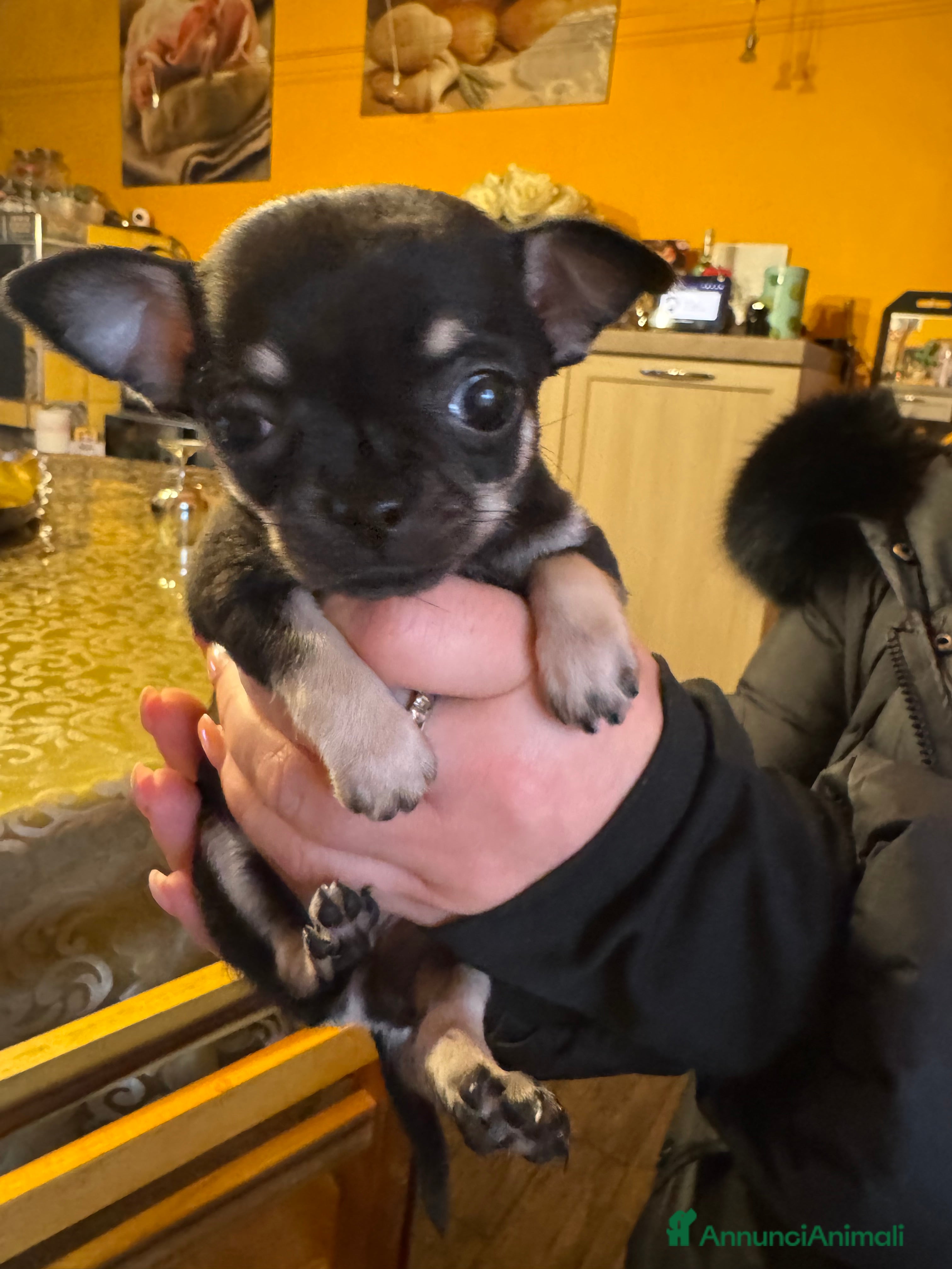 Chihuahua cani Cuccioli adorabili dí Ciwawa  - Annuncio 1
