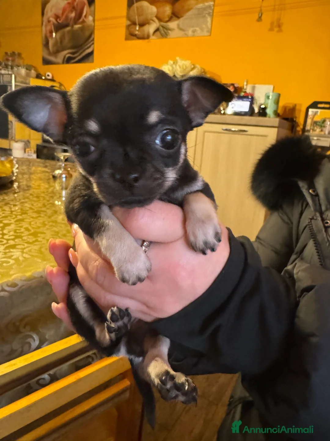 Chihuahua cani in vendita: Cuccioli adorabili dí Ciwawa  - Annuncio 1