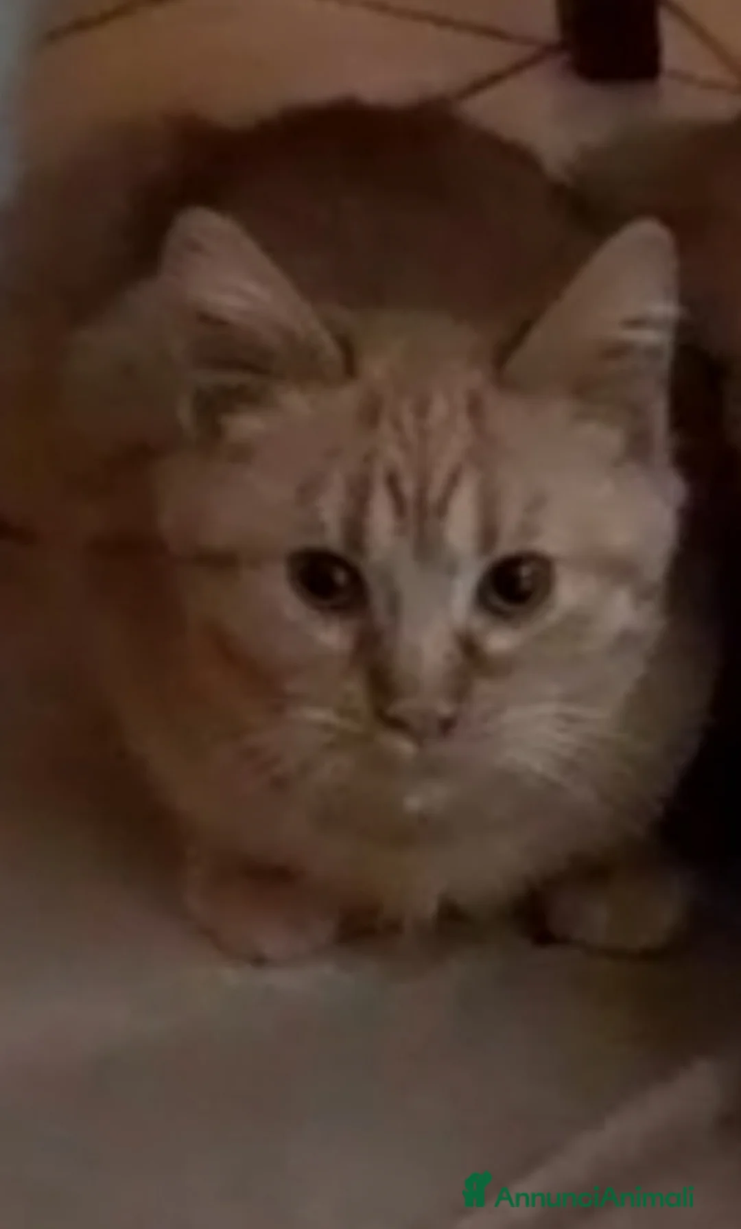 Meticcio gatti in regalo: GATTO TIMIDO  - Annuncio 1