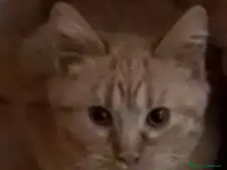 Meticcio gatti GATTO TIMIDO - Annuncio 6