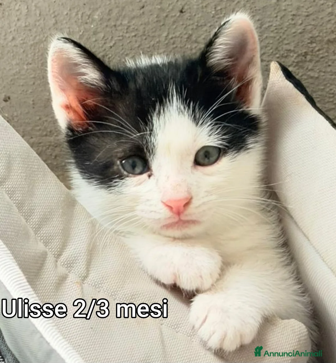 Europeo gatti in regalo: MICINI: URGENTE! TEMPO SCADUTO  a Provincia di Arezzo - Annuncio 2