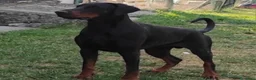 Dobermann cani in vendita: Dobermann Cuccioli  a Provincia di Brescia - Annuncio 4